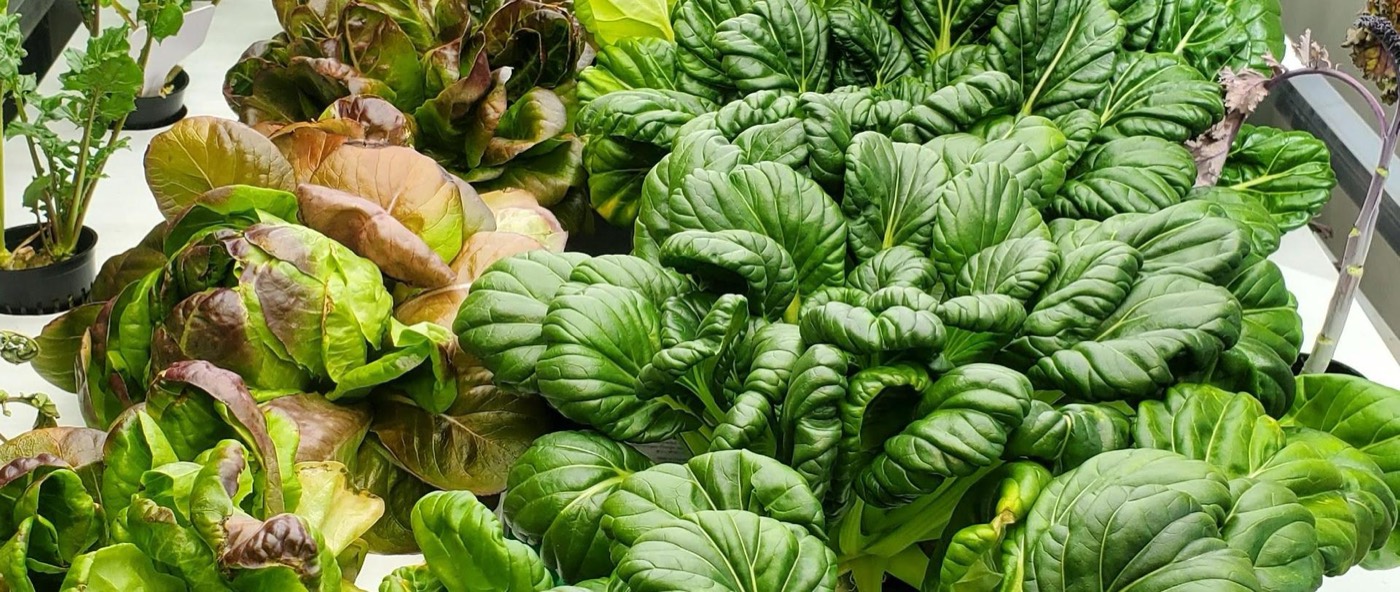 Hydroponics lab
